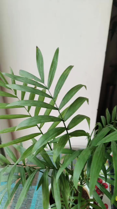 Table Palm in White - Ceramic Pot